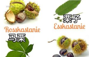 路遥知马栗是什么梗？路边的野果你不要吃